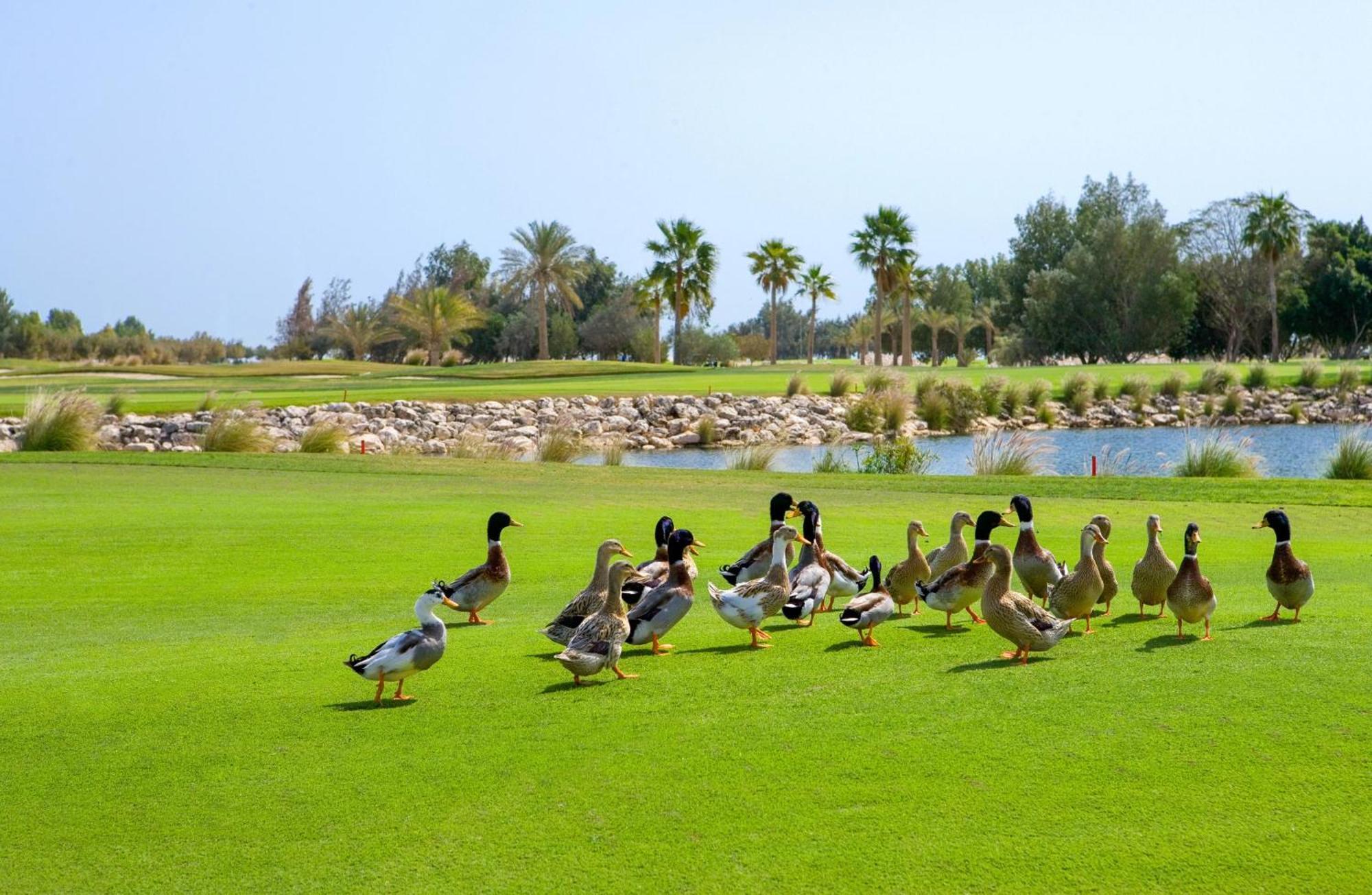 Velero Hotel Doha Lusail Kültér fotó Ducks at the golf course